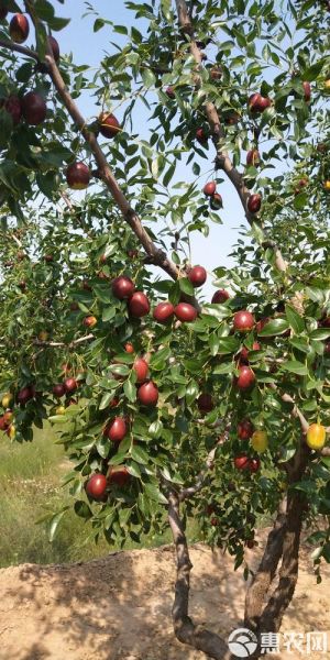 红枣前景怎么样_红枣种植赚钱吗