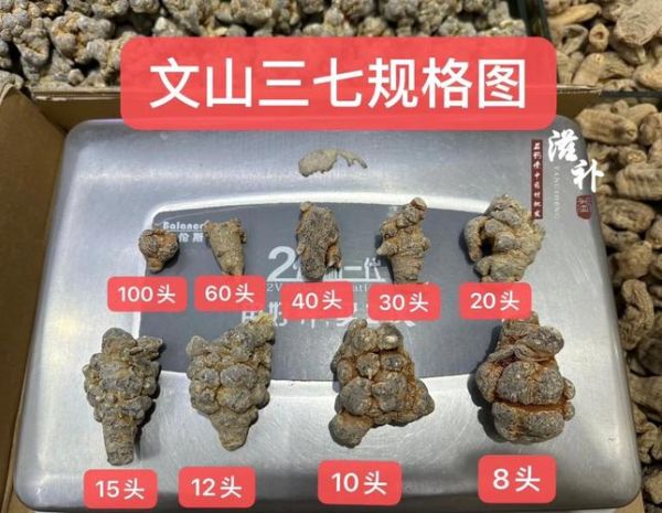 三七价格为什么波动大_如何挑选优质三七