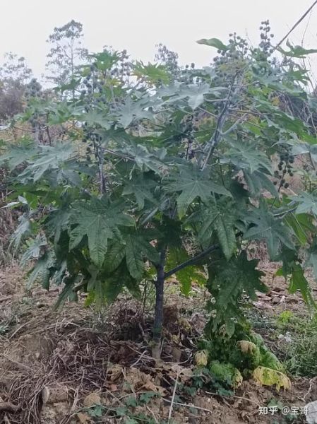 蓖麻种植前景怎么样_蓖麻油市场需求大吗
