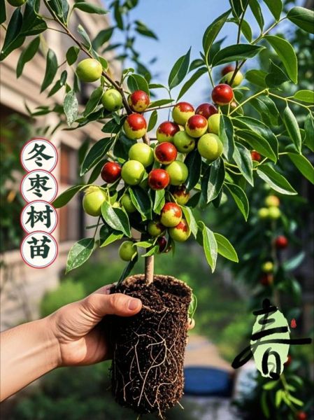冬枣未来十年前景如何_冬枣种植赚钱吗