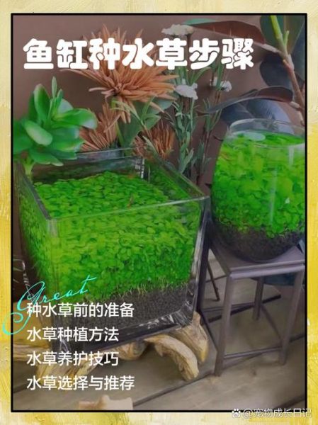 鱼缸前景草怎么选_前景草多久修剪一次