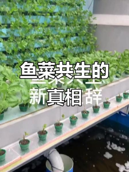 鱼菜共生赚钱吗_2016年鱼菜共生前景