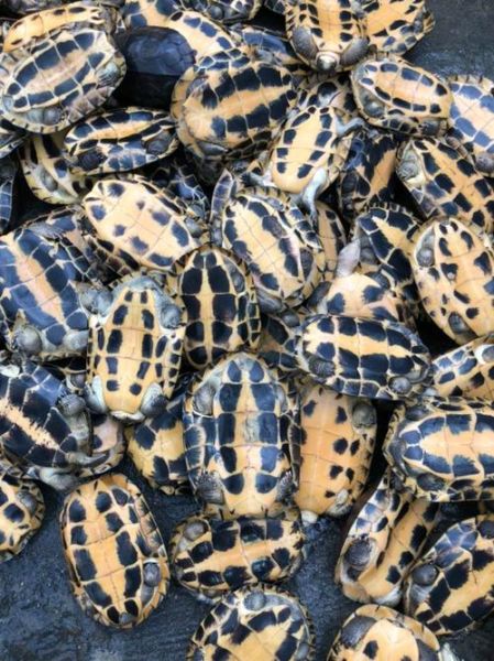 南石龟价格走势_南石龟养殖前景怎么样