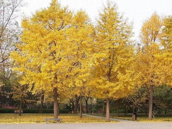 种银杏树赚钱吗_银杏树市场前景如何