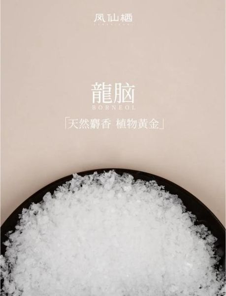 种龙脑前景怎么样_种龙脑赚钱吗