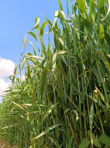 有机小麦种植前景怎么样_有机小麦市场前景分析