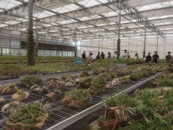 石斛市场前景怎么样_石斛种植赚钱吗