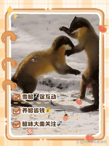 水貂养殖赚钱吗_水貂养殖前景如何