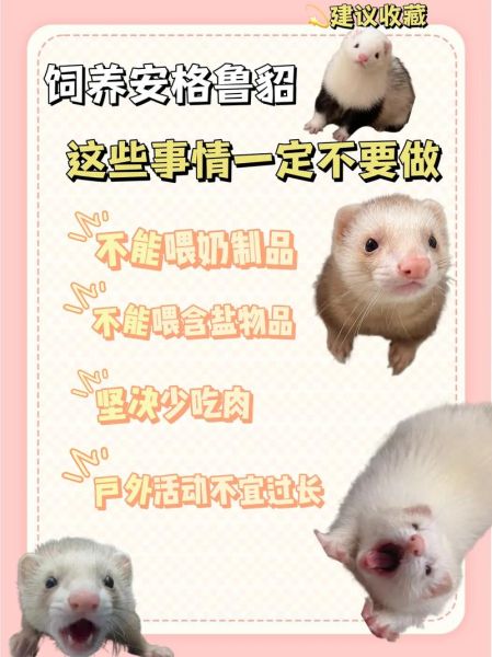 水貂养殖赚钱吗_水貂养殖前景如何