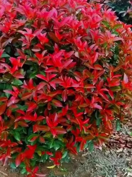 红叶石楠前景怎么样_红叶石楠种植赚钱吗