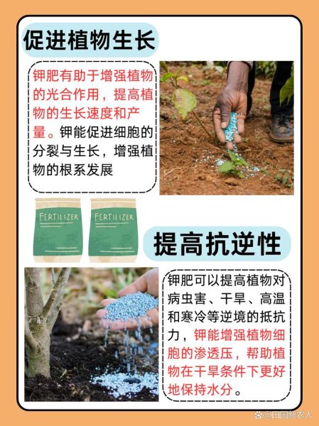 钾肥价格走势_钾肥对作物有哪些作用