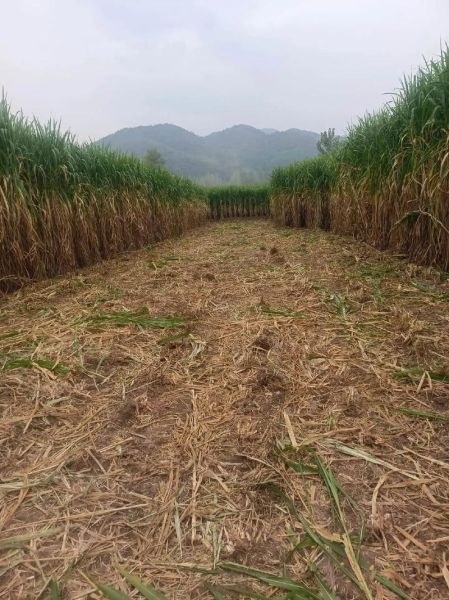 牧草种植前景如何_2024牧草价格走势