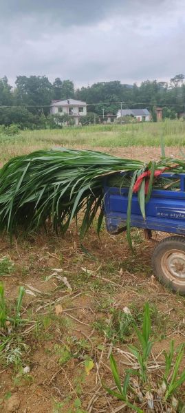 牧草种植前景如何_2024牧草价格走势