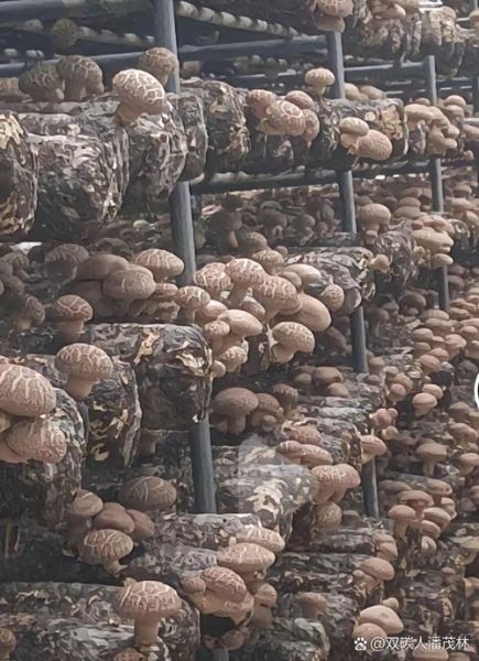 香菇种植赚钱吗_香菇市场前景怎么样