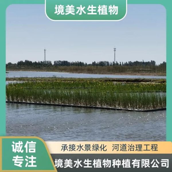 水生态修复技术有哪些_未来水生态前景如何