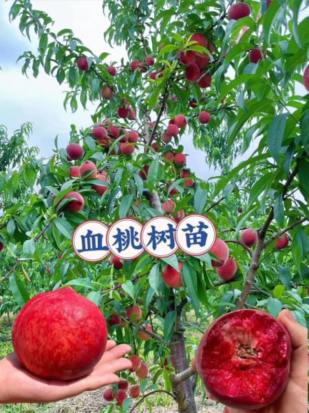 桃的发展前景怎么样_桃树种植赚钱吗