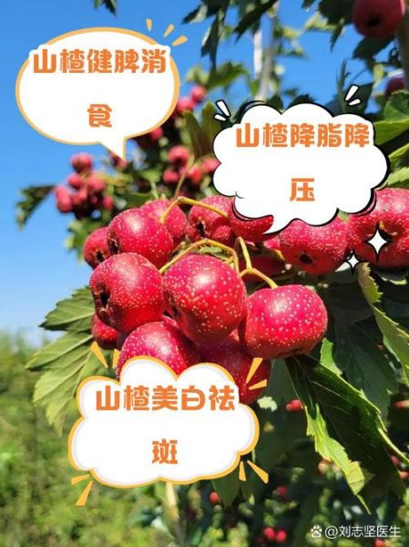 甜山楂种植前景如何_甜山楂市场销路好吗