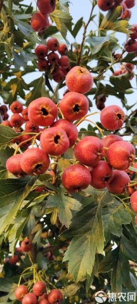 甜山楂种植前景如何_甜山楂市场销路好吗