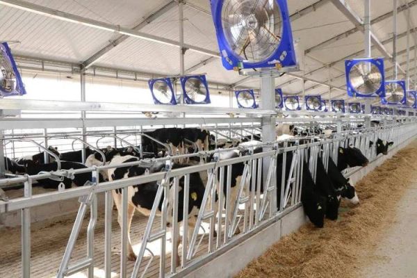 奶牛养殖成本如何计算_奶牛养殖利润怎么样