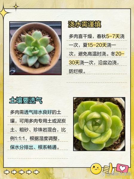 多肉植物市场前景怎么样_新手还能入局吗