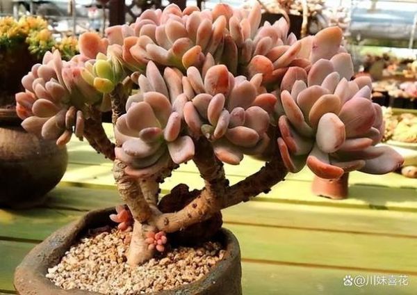 多肉植物市场前景怎么样_新手还能入局吗