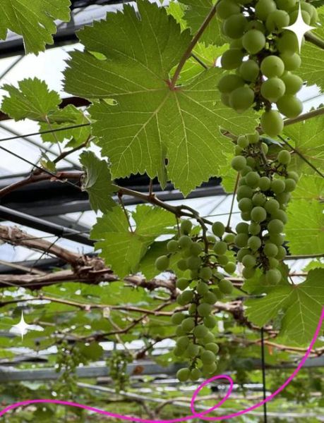 葡萄种植前景如何_葡萄品种选择哪个好