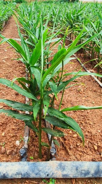 种植生姜前景怎么样_生姜种植赚钱吗