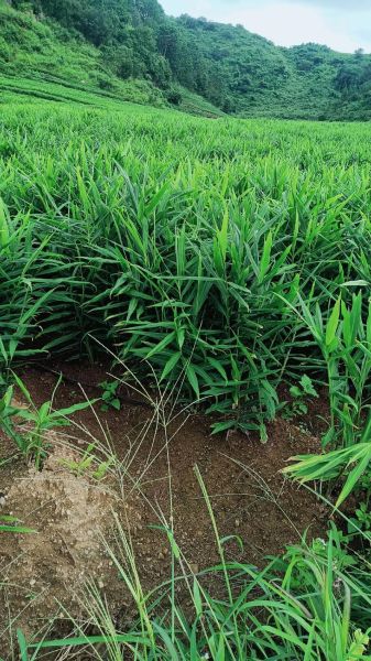种植生姜前景怎么样_生姜种植赚钱吗