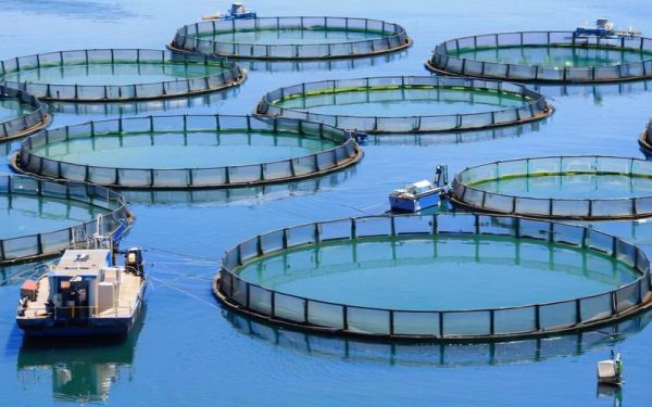 养殖业前景怎么样_养殖业有哪些新机会