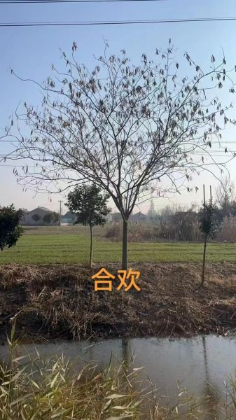 绿化苗木价格走势_适合北方种植的树种有哪些