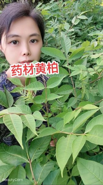 黄柏前景怎么样_种植赚钱吗