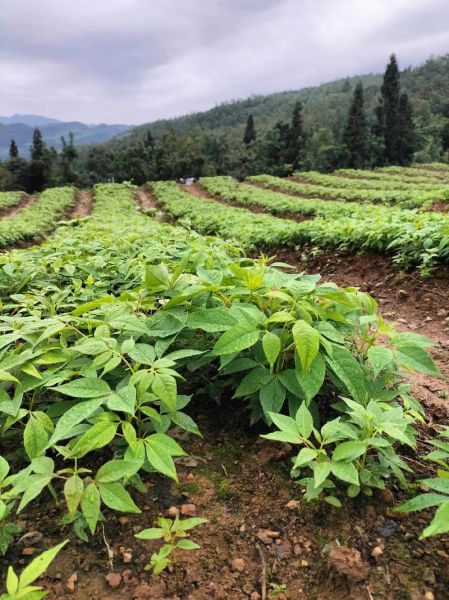 黄柏前景怎么样_种植赚钱吗