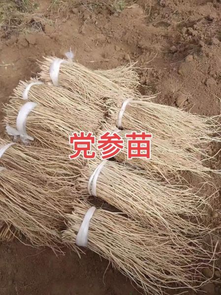 党参种植前景怎么样_党参种植利润高吗
