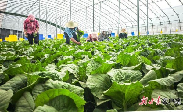 有机蔬菜怎么种植_有机蔬菜种植技术有哪些