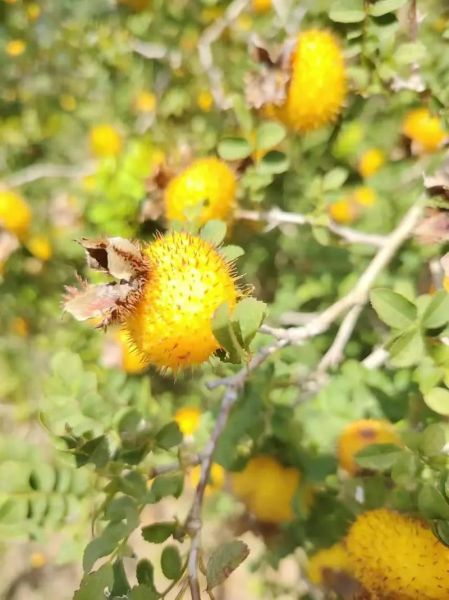 刺梨市场前景如何_刺梨行业赚钱吗