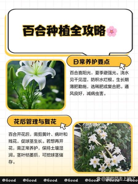 百合种植前景如何_2024年百合行情预测