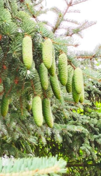 云杉前景怎么样_云杉种植前景分析