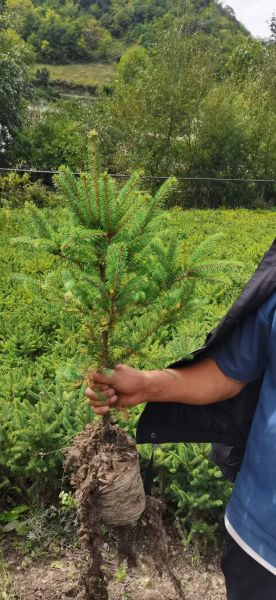 云杉前景怎么样_云杉种植前景分析
