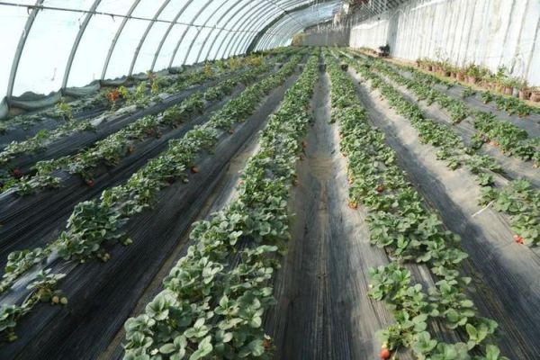 草莓种植赚钱吗_草莓市场前景怎么样