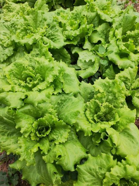 有机蔬菜前景怎么样_有机蔬菜赚钱吗