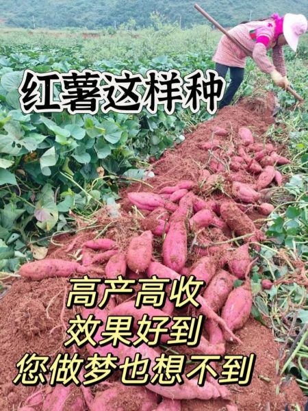 红薯种植赚钱吗_红薯深加工有哪些项目