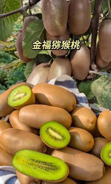 猕猴桃种植前景怎么样_猕猴桃市场未来五年价格走势