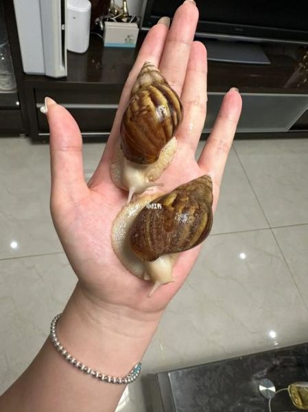 白玉蜗牛养殖前景怎么样_白玉蜗牛市场销路好吗