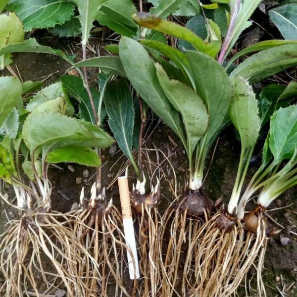 苍术种植前景怎么样_苍术价格还会涨吗