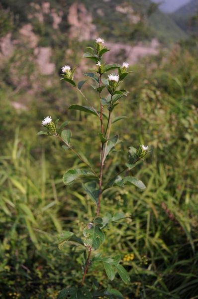 苍术种植前景怎么样_苍术价格还会涨吗