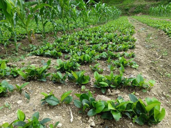 苍术种植前景怎么样_苍术价格还会涨吗