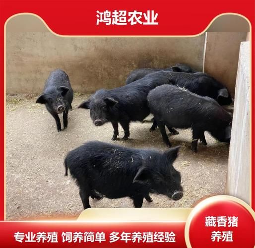香猪养殖赚钱吗_香猪市场前景如何