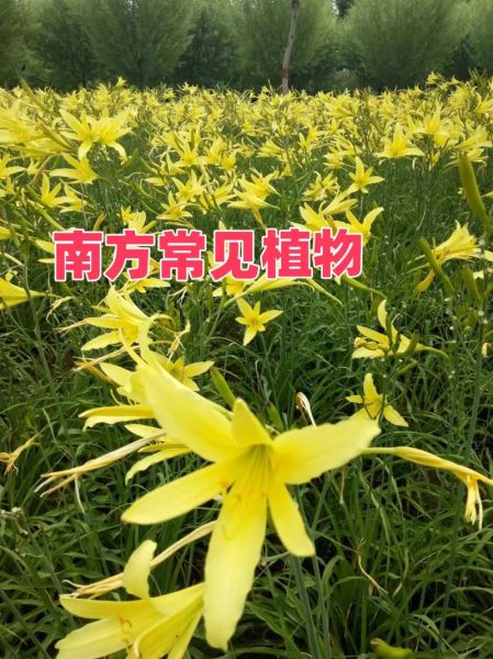 黄花菜种植前景怎么样_黄花菜市场前景如何