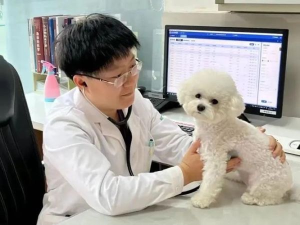 宠物医生就业前景怎么样_如何成为宠物医生