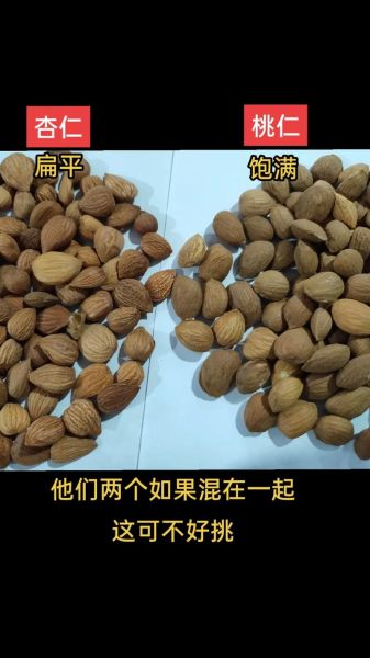 杏仁种植前景如何_杏仁市场未来五年走势